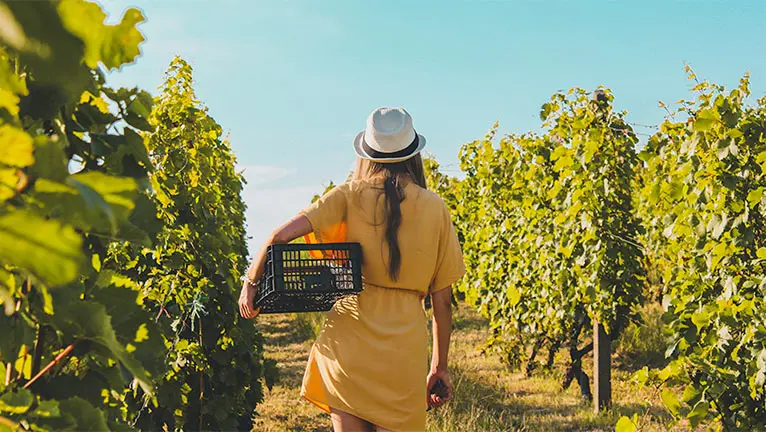 En route vers le bio Domaine Vendome | Producteur de vins Crozes-Hermitage, Cornas, Viognier à Larnage, proche Tain L'Hermitage - Drôme