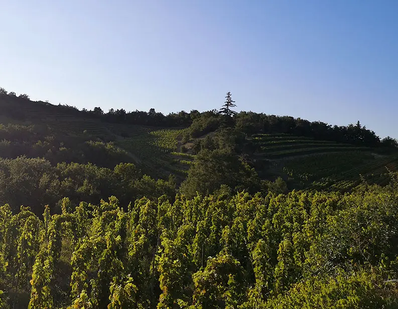 Domaine Vendome | Domaine Viticole producteur de Vins : Crozes-Hermitage, Cornas, Viognier IGP Collines Rhodaniennes à L'Arnage - Drôme