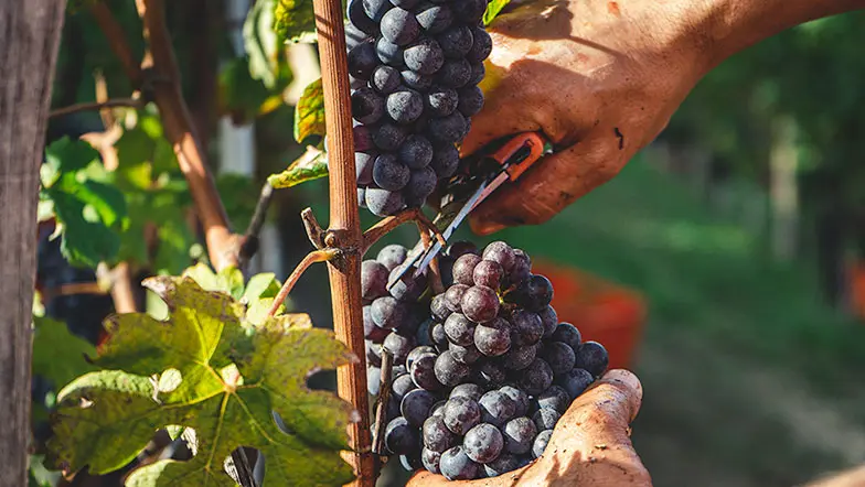 Harmonie de 3 cepages Domaine Vendome | Domaine Viticole producteur de Vins : Crozes-Hermitage, Cornas, Viognier IGP Collines Rhodaniennes - Une harmonie de 3 cépages : La Syrah , La généreuse Marsanne , Le Vignoble à L'Arnage - Drôme