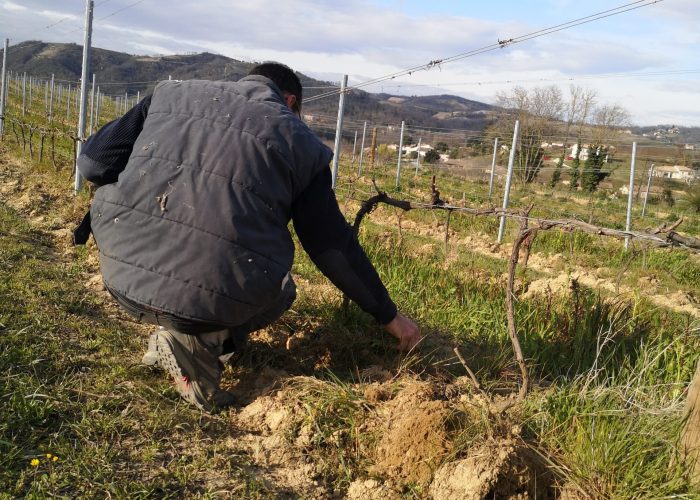 Travail de la vigne Domaine Vendome | Qualité vigne & vin - Vinification à Larnage - Drôme