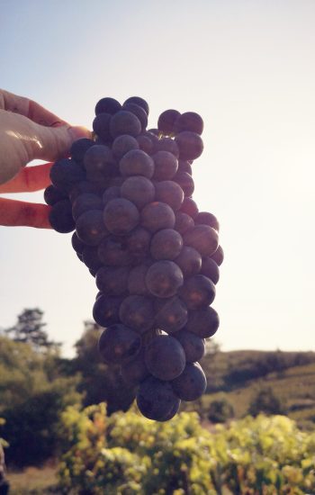 Domaine Vendome | Technique Vinification à Larnage - Drôme