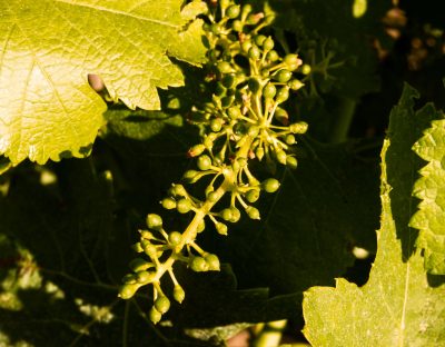 naissance d'une grappe de raisin naissance d'une grappe de raisin