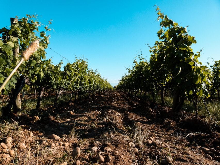 vigne Domaine Vendome | Producteur Vin Biodiversité Haute Valeur Environnementale à Larnage - Drôme