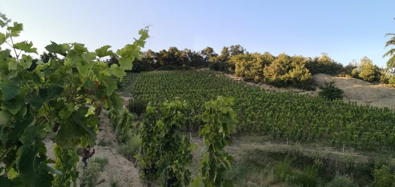 Domaine Vendome | parcelle de Cornas à l'Arnage - Drôme