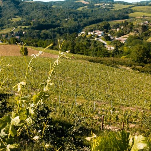 Vignes village Crozes-Hermitage quartier les Pinets Domaine Vendome | Vignes Village Crozes-Hermitage - quartier les Pinets | à l'Arnage - Drôme